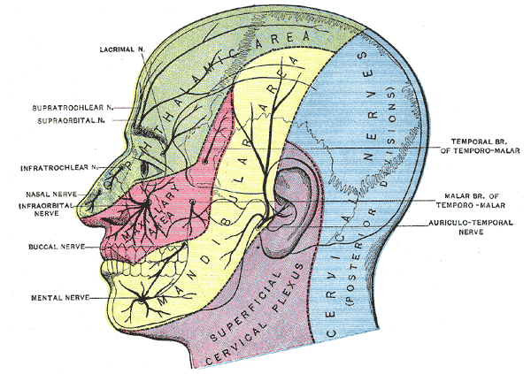 Grays Anatomy Head